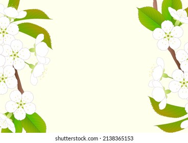 Background of sweet cherry branches in full bloom
