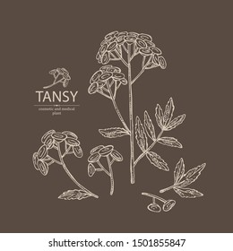 Background with tansy: plant, leaves and tansy flowers. Cosmetics and medical plant. Vector hand drawn illustration.