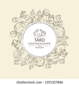 Background with taro: taro root, leaves and taro slice. Colocasia esculenta. Vector hand drawn illustration.