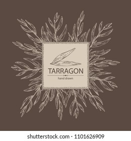 Background with tarragon: branch and tarragon leaves. Vector hand drawn illustration.