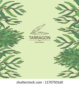 Background with tarragon: branch and tarragon leaves. Vector hand drawn illustration.