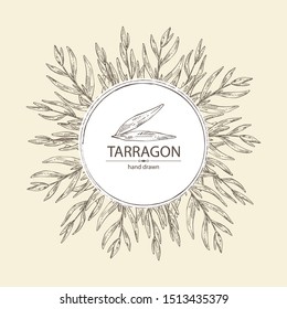 Background with tarragon: branch and tarragon leaves. Vector hand drawn illustration.