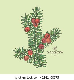 Background with taxus baccata: plant, branch of taxus baccata and taxus baccata berries. Berry yew. Cosmetics and medical plant. Vector hand drawn illustration.