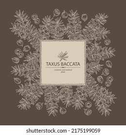 Background with taxus baccata: plant, branch of taxus baccata and taxus baccata berries. Berry yew. Cosmetics and medical plant. Vector hand drawn illustration.