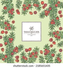 Background with taxus baccata: plant, branch of taxus baccata and taxus baccata berries. Berry yew. Cosmetics and medical plant. Vector hand drawn illustration.