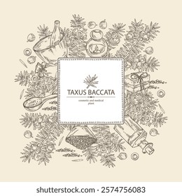 Background with taxus baccata: plant, branch of taxus baccata and taxus baccata berries. Berry yew. Oil, soap and bath salt . Cosmetics and medical plant. Vector hand drawn illustration