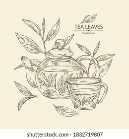 Background with tea: branch and tea leaves, a cup of tea and a teapot. Green tea. Vector hand drawn illustration. 