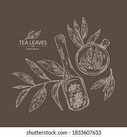 Background with tea: branch and tea leaves, a cup of tea. Green tea. Vector hand drawn illustration. 