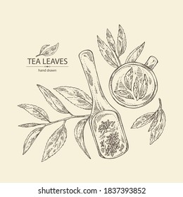 Background with tea: branch and tea leaves and cup of tea. Green tea. Vector hand drawn illustration. 