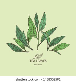 Background with tea: branch and tea leaves. Green tea. Vector hand drawn illustration. 