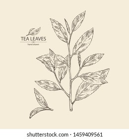 Background with tea: branch and tea leaves. Green tea. Vector hand drawn illustration. 