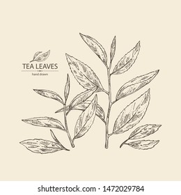 Background with tea: branch and tea leaves. Green tea. Vector hand drawn illustration. 