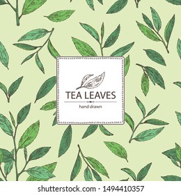 Background with tea: branch and tea leaves. Green tea. Vector hand drawn illustration. 