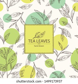 Background with tea: branch and tea leaves. Green tea. Vector hand drawn illustration. 