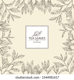 Background with tea: branch and tea leaves. Green tea. Vector hand drawn illustration. 