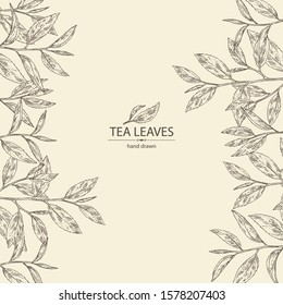 Background with tea: branch and tea leaves. Green tea. Vector hand drawn illustration. 