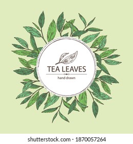 Background with tea: branch and tea leaves. Green tea. Vector hand drawn illustration. 