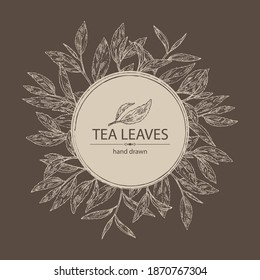 Fondo con té: ramas y hojas de té. Té verde. Ilustración dibujada a mano por vectores. 