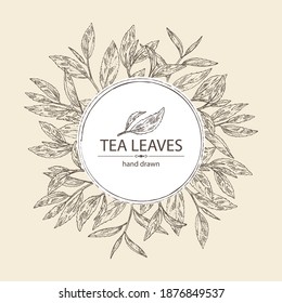 Background with tea: branch and tea leaves. Green tea. Vector hand drawn illustration. 