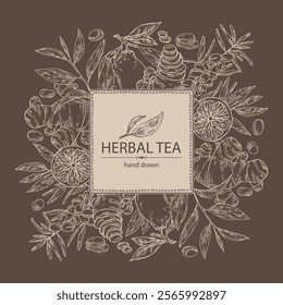 Background with tea, fruits and hearbs, herbal tea: tea leaves, lemon, ginger and sea buckthorn. Vector hand drawn illustration.