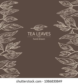 Background with tea leaves. Green tea. Vector hand drawn illustration. 