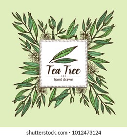 Background With Tea Tree. Cosmetics And Medical Plant. Vector Hand Drawn Illustration.