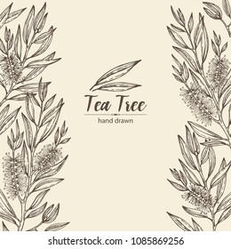 Background with tea tree. Cosmetics and medical plant. Vector hand drawn illustration.