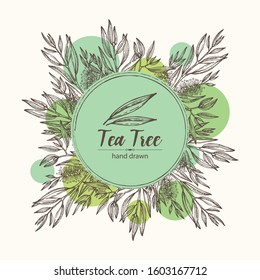 Background with tea tree. Cosmetics and medical plant. Vector hand drawn illustration.