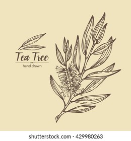 Background With Tea Tree. Cosmetics And Medical Plant. Hand Drawn