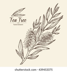 Background with tea tree. Cosmetics and medical plant. hand drawn