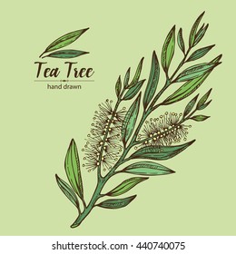 Background With Tea Tree. Cosmetics And Medical Plant. Hand Drawn