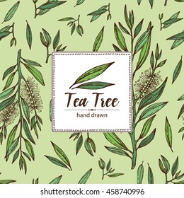 Background With Tea Tree. Cosmetics And Medical Plant. Hand Drawn