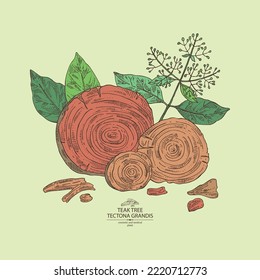 Background with teak tree: tectona grandis plant, leaves and piece of wood teak tree. Tectona grandis. Cosmetic, perfumery and medical plant. Vector hand drawn illustration