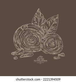 Fondo con árbol de teca: planta de tectona grandis, hojas y trozo de teca de madera. Tectona grandis. Cosmética, perfumería y planta médica. Ilustración dibujada a mano por el vector