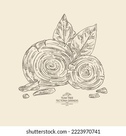 Background with teak tree: tectona grandis plant, leaves and piece of wood teak tree. Tectona grandis. Cosmetic, perfumery and medical plant. Vector hand drawn illustration