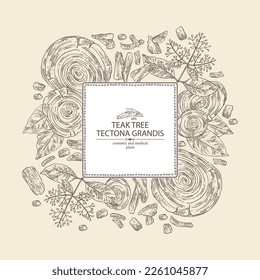 Background with teak tree: tectona grandis plant, leaves and piece of wood teak tree. Tectona grandis. Cosmetic, perfumery and medical plant. Vector hand drawn illustration
