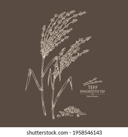 Background with teff: plant , leaves and teff grains. Eragrostis tef. Vector hand drawn illustration.