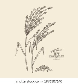 Background with teff: plant , leaves and teff grains. Eragrostis tef. Vector hand drawn illustration.