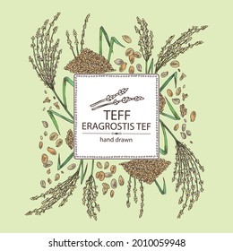 Background with teff: plant , leaves and teff grains. Eragrostis tef. Vector hand drawn illustration.