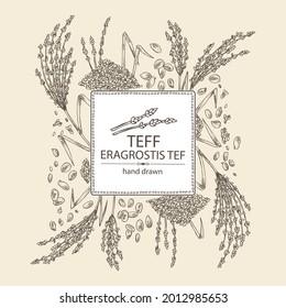 Background with teff: plant , leaves and teff grains. Eragrostis tef. Vector hand drawn illustration.