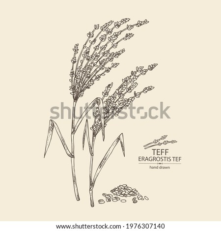 Background with teff: plant , leaves and teff grains. Eragrostis tef. Vector hand drawn illustration. Imagine de stoc © 