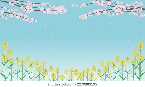 Background template of cherry blossoms and field mustard with dancing petals in spring season (blue)