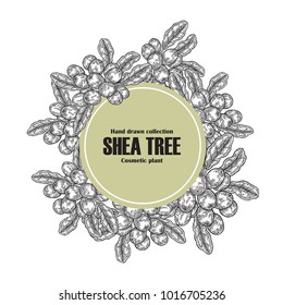 Background template with shea tree branch, nuts and leaves. Vintage vector illustration. Hand drawn medical plants collection.