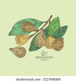 Background with terminalia bellirica: terminalia bellirica plant, leaves and terminalia bellirica fruit. Bibhitaki fruit. Cosmetic, perfumery and medical plant. Vector hand drawn 