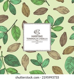 Background with terminalia chebula: terminalia chebula plant, leaves and haritaki fruits. Haritaki. Cosmetic, perfumery and medical plant. Vector hand drawn illustration