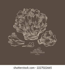 Background with thelephora ganbajun: piece of ganba fungus mushroom, thelephora ganbajun mushrooms. Vector hand drawn mushroom illustrations