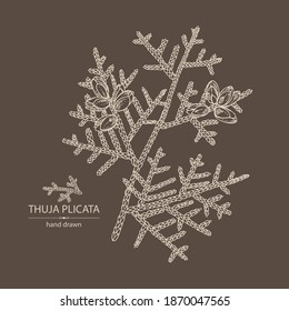 Background with thuja plicata: branch of thuja plicata with thuja cone. Cosmetics and medical plant. Vector hand drawn illustration.