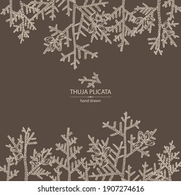 Background with thuja plicata: branch of thuja plicata with thuja cone. Cosmetics and medical plant. Vector hand drawn illustration.