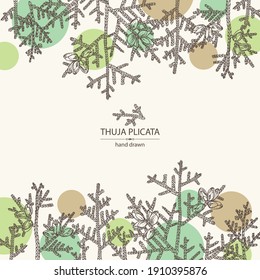 Background with thuja plicata: branch of thuja plicata with thuja cone. Cosmetics and medical plant. Vector hand drawn illustration.