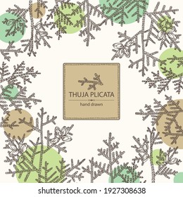 Background with thuja plicata: branch of thuja plicata with thuja cone. Cosmetics and medical plant. Vector hand drawn illustration.
